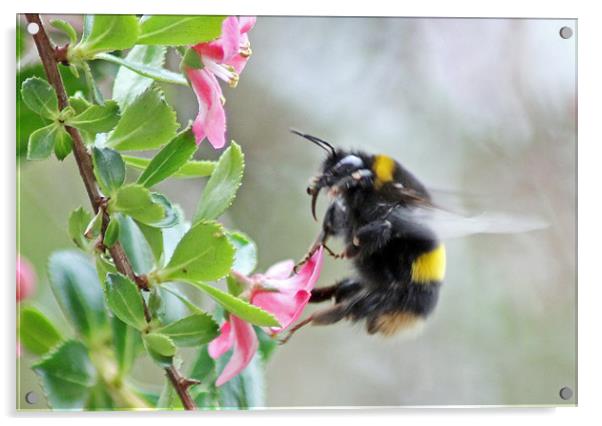 Bumble Bee Acrylic by Tony Murtagh
