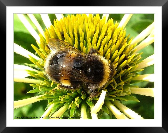 Busy little Bee Framed Mounted Print by Michelle Orai