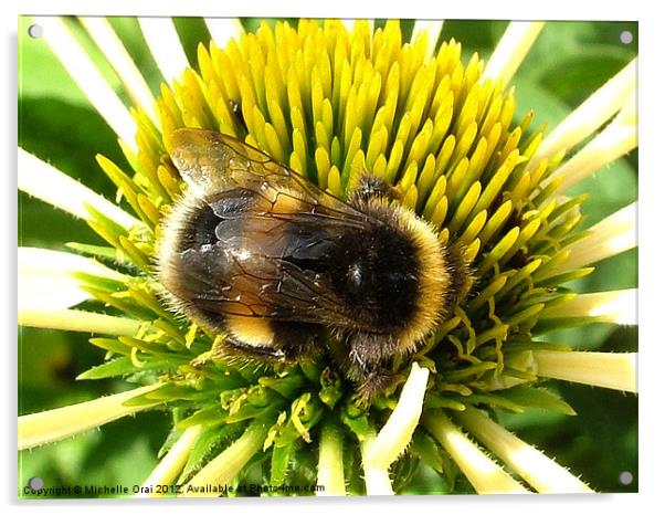 Busy little Bee Acrylic by Michelle Orai