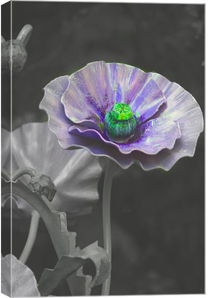 purple poppey Canvas Print by paul chant
