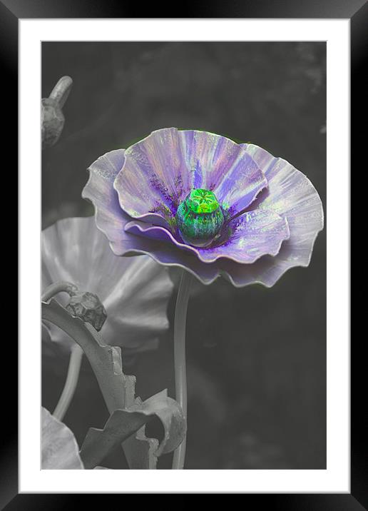 purple poppey Framed Mounted Print by paul chant