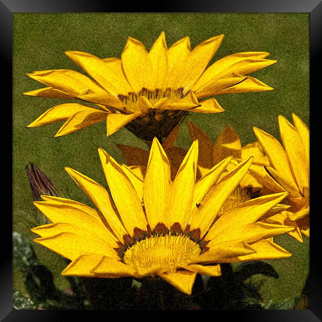 Gazanias Framed Print by Steve Purnell