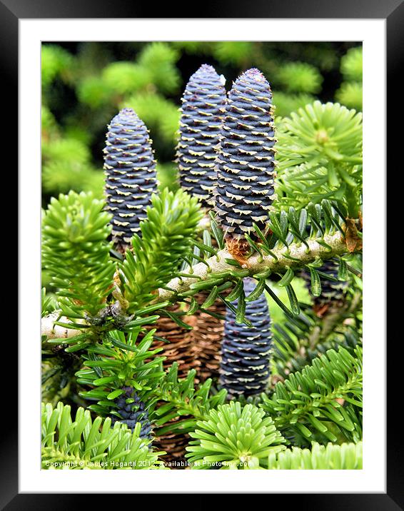 Blue Pine Cones Framed Mounted Print by James Hogarth
