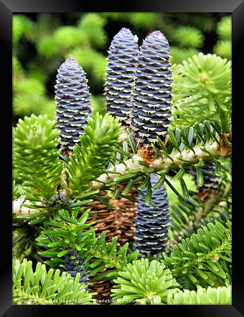 Blue Pine Cones Framed Print by James Hogarth
