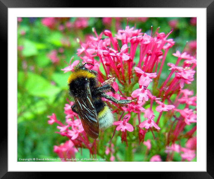 BUSY BEE Framed Mounted Print by David Atkinson