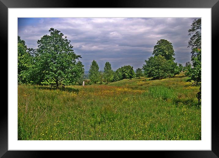 golden meadow Framed Mounted Print by carl blake