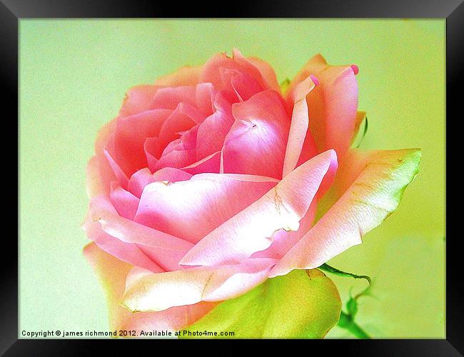 Pink Tea Rose - 4 Framed Print by james richmond