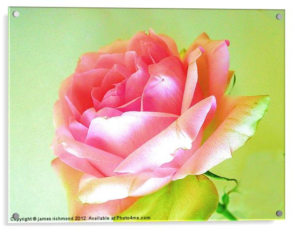 Pink Tea Rose - 4 Acrylic by james richmond