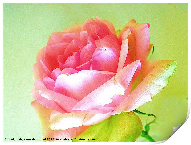 Pink Tea Rose - 4 Print by james richmond