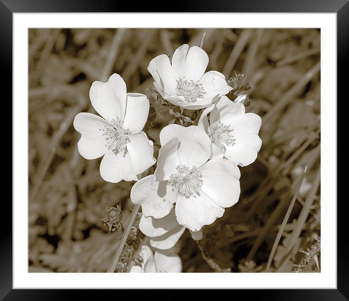 Wild Flowers of the Sand Dunes Framed Mounted Print by Julie Ormiston