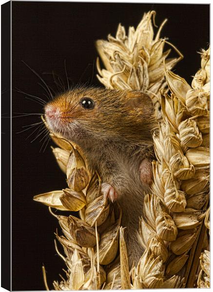 Harvest mouse Canvas Print by Val Saxby LRPS