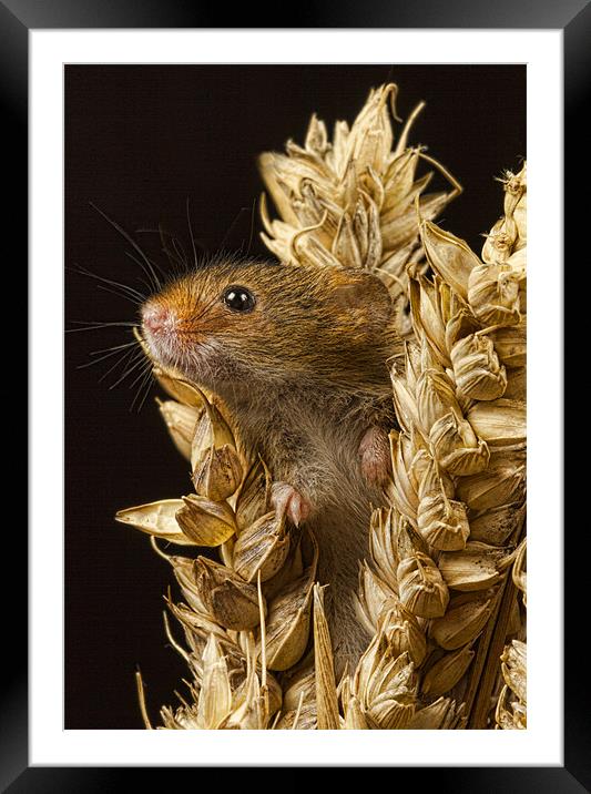 Harvest mouse Framed Mounted Print by Val Saxby LRPS