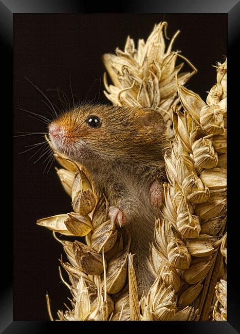 Harvest mouse Framed Print by Val Saxby LRPS