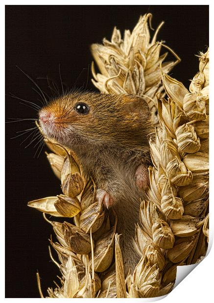 Harvest mouse Print by Val Saxby LRPS