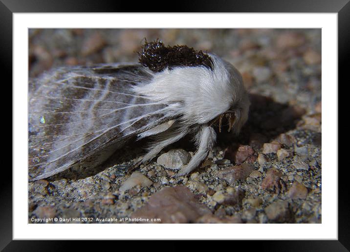 Woolly Moth Brandishes Mandibles Framed Mounted Print by Daryl Hill