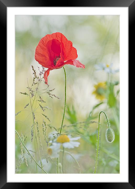 Meadow flowers Framed Mounted Print by Dawn Cox