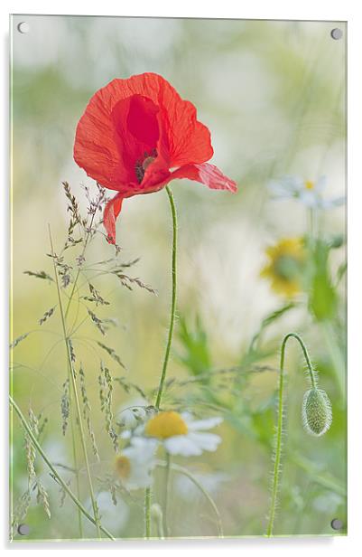 Meadow flowers Acrylic by Dawn Cox