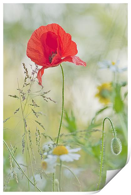 Meadow flowers Print by Dawn Cox