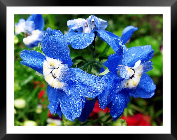 blue flowers Framed Mounted Print by elvira ladocki