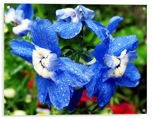 blue flowers Acrylic by elvira ladocki