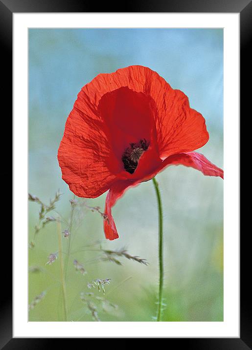 Standing High Framed Mounted Print by Dawn Cox