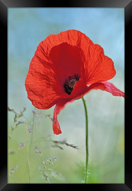 Standing High Framed Print by Dawn Cox