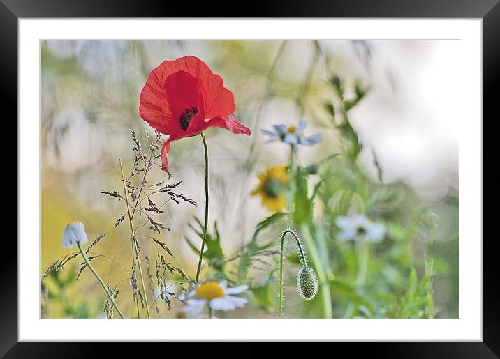 Summer flowers Framed Mounted Print by Dawn Cox