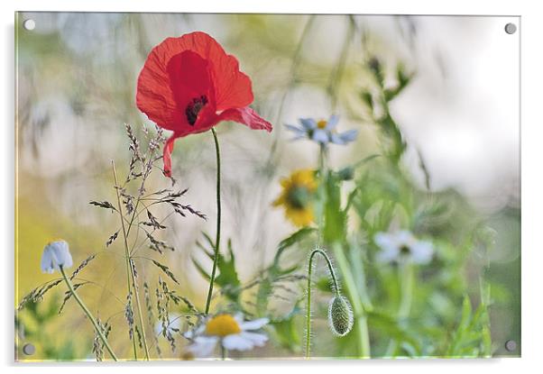 Summer flowers Acrylic by Dawn Cox