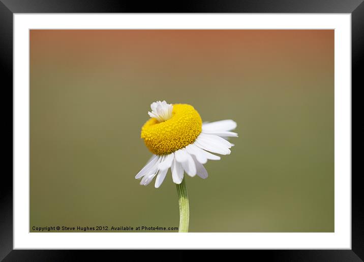 Daisy flower macro Framed Mounted Print by Steve Hughes