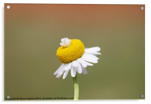 Daisy flower macro Acrylic by Steve Hughes