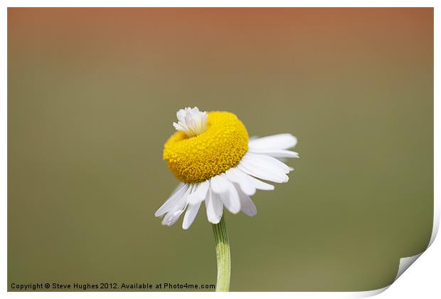 Daisy flower macro Print by Steve Hughes