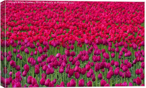 Sea of Tulips Canvas Print by Mike Dawson