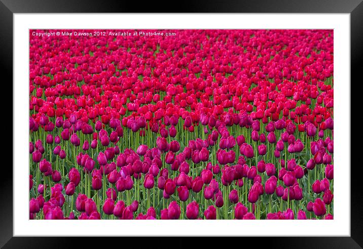 Sea of Tulips Framed Mounted Print by Mike Dawson