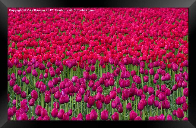 Sea of Tulips Framed Print by Mike Dawson
