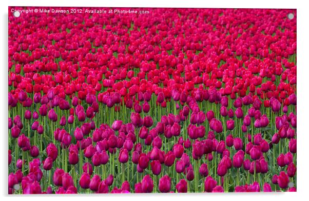 Sea of Tulips Acrylic by Mike Dawson