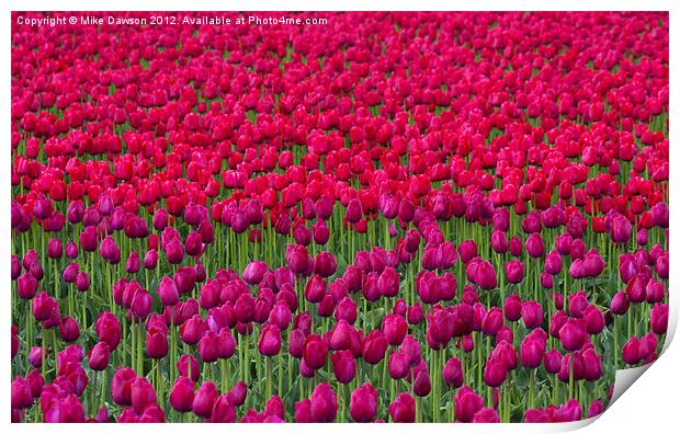 Sea of Tulips Print by Mike Dawson