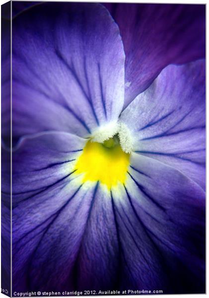 blue pansy close up Canvas Print by stephen clarridge