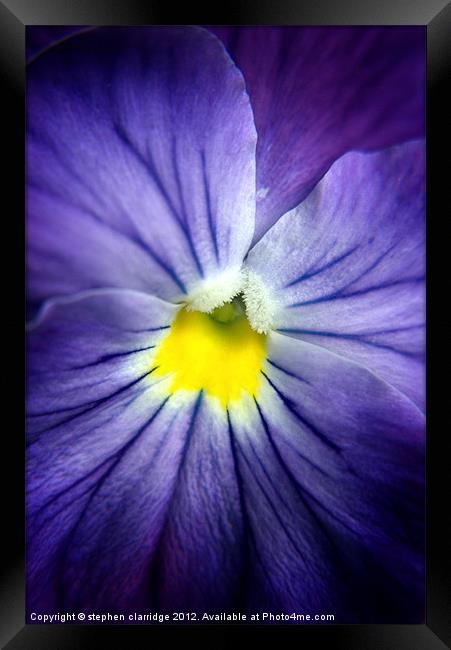 blue pansy close up Framed Print by stephen clarridge