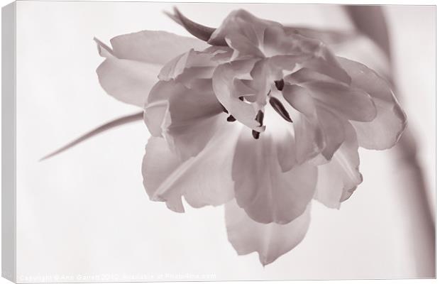 Tulip - Soft & Grainy Monochrome Canvas Print by Ann Garrett