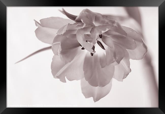 Tulip - Soft & Grainy Monochrome Framed Print by Ann Garrett