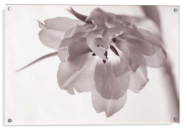 Tulip - Soft & Grainy Monochrome Acrylic by Ann Garrett