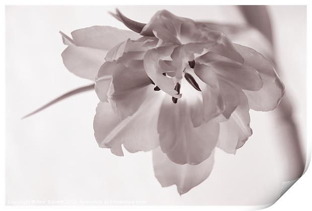 Tulip - Soft & Grainy Monochrome Print by Ann Garrett