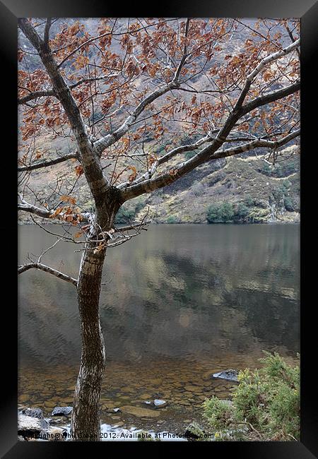 Tree and lake, Glendalough Ireland Framed Print by Phil Crean