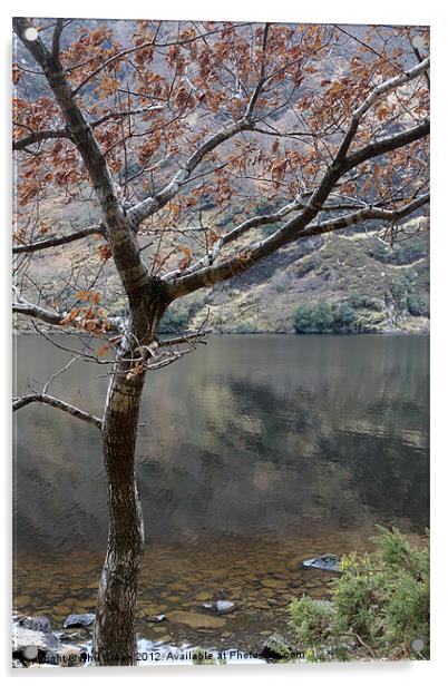 Tree and lake, Glendalough Ireland Acrylic by Phil Crean