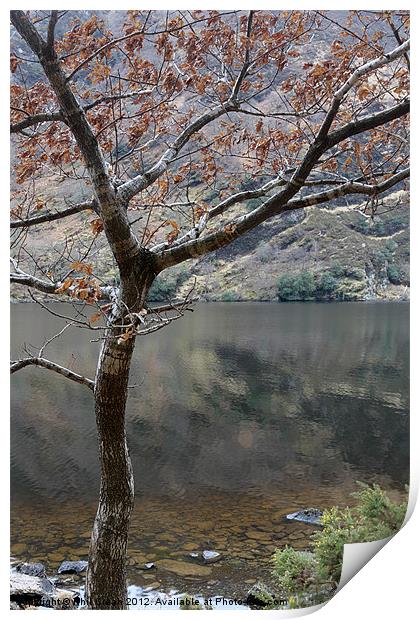 Tree and lake, Glendalough Ireland Print by Phil Crean