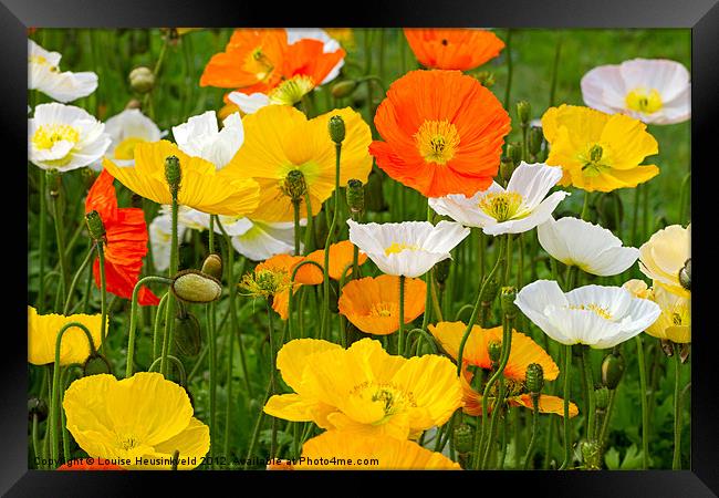 Alpine poppies Framed Print by Louise Heusinkveld