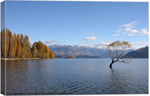 Tree Lake Wanaka New Zealand Canvas Print by Phil Crean