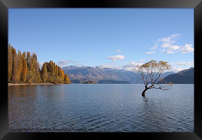 Tree Lake Wanaka New Zealand Framed Print by Phil Crean