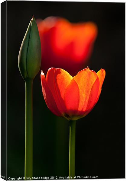Backlit tulips Canvas Print by Izzy Standbridge
