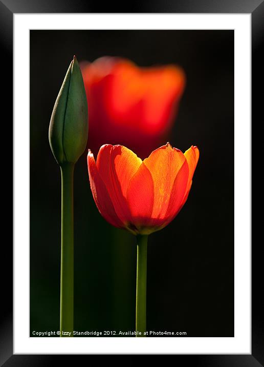 Backlit tulips Framed Mounted Print by Izzy Standbridge